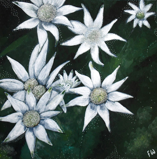 Stars in the Meadow